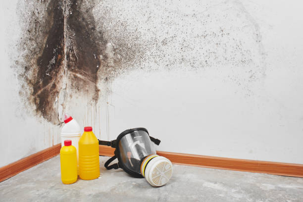 Best Mold Cleaning Services  in Crane, MO