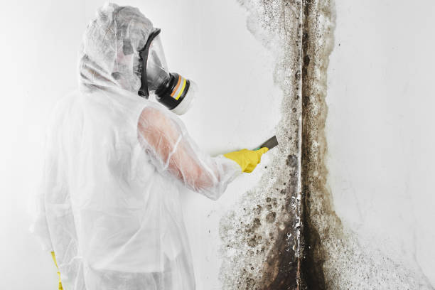 Best Mold Remediation Experts  in Crane, MO