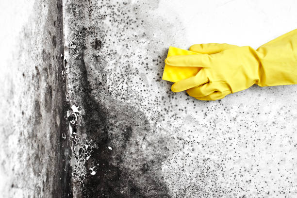 Best Toxic Mold Removal  in Crane, MO