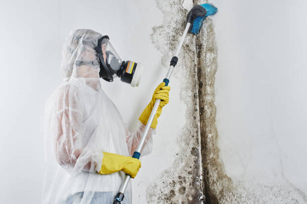 Mold Removal and Inspection in Crane, MO