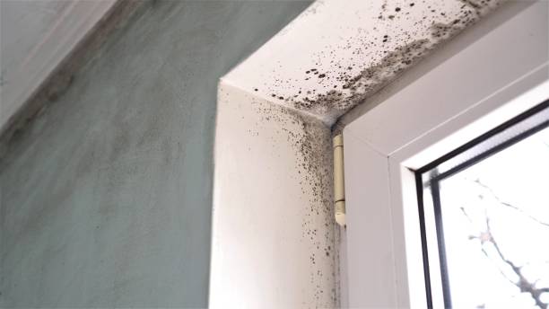 Best Crawl Space Mold Removal  in Crane, MO