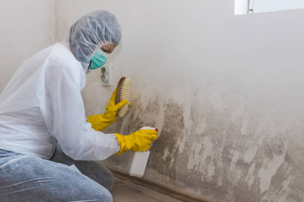 Best Mold Remediation  in Crane, MO