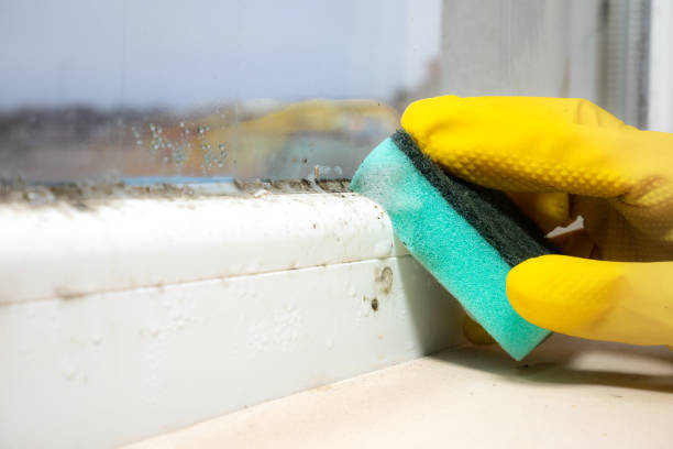 Best Residential Mold Removal  in Crane, MO