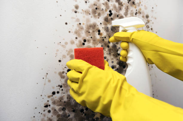 Best Affordable Mold Removal  in Crane, MO