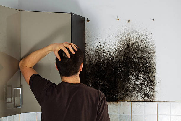 Best Mold Remediation Services  in Crane, MO