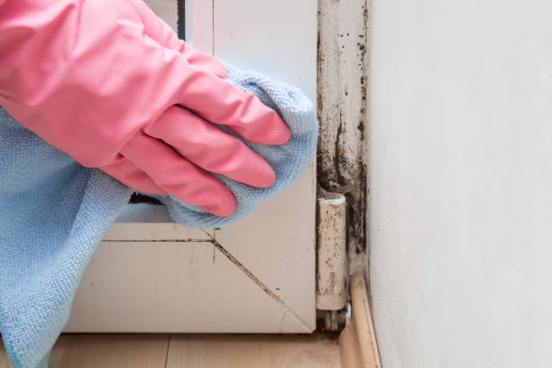 Home Mold Removal in Crane, MO
