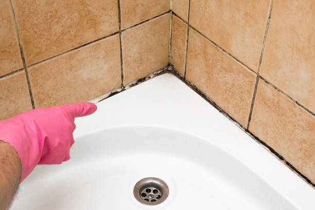 Best Attic Mold Removal  in Crane, MO